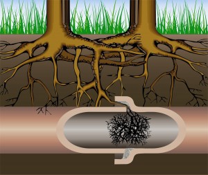 Tree root infiltration