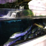 The aquarium has lots of valuable infrastructure that they do not want to risk damaging