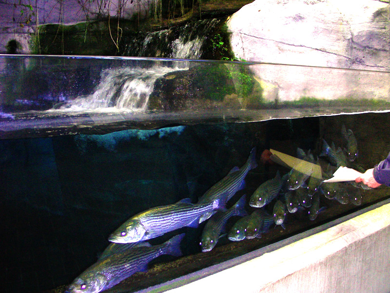 The aquarium has lots of valuable infrastructure that they do not want to risk damaging
